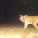 Tiger kills Farmer in Bagaha, Injures Forest Worker in Second Attack
