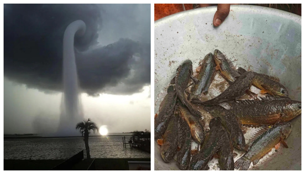 Mysterious 'Fish Rain' in Lakhisarai, Bihar, Stuns Villagers, Scientists Offer Explanation
