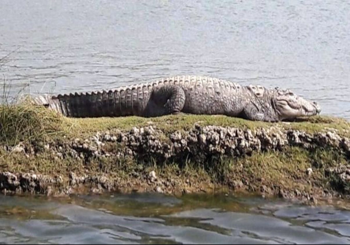 Crocodile Attacks Flood Victims in Bhagalpur; Half a Dozen Injured, Villages on Edge