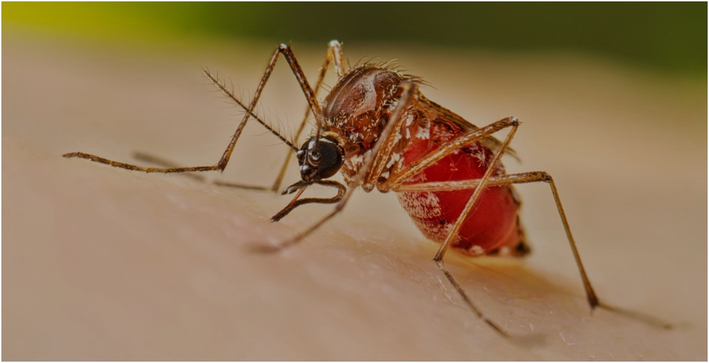 Bihar Issues Dengue Alert, Hospitals Asked to Keep Beds Ready