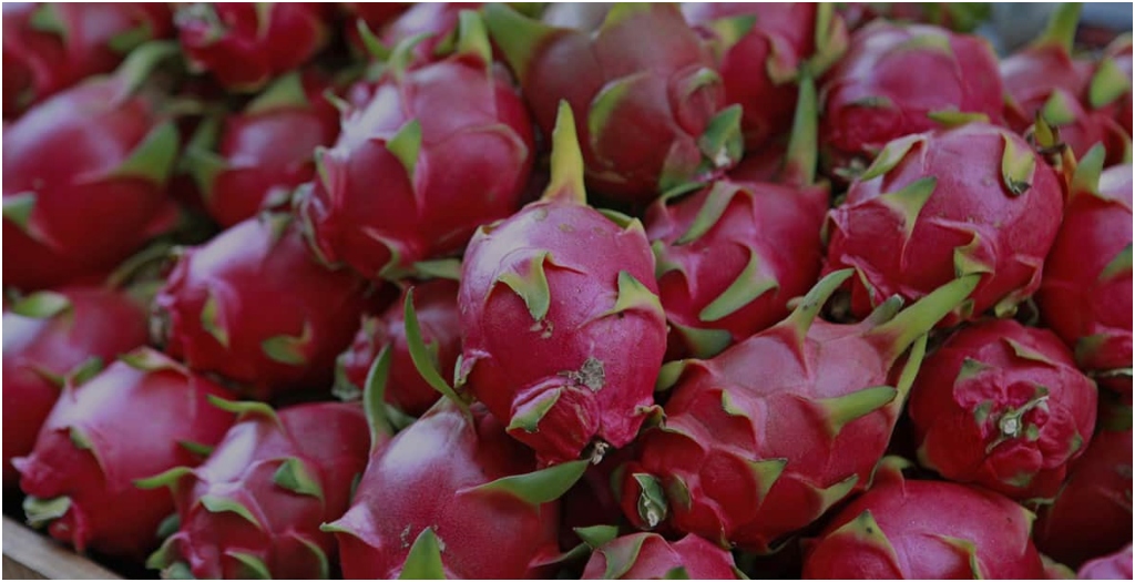 Bihar Farmers to Get 60% Subsidy for Dragon Fruit Farming
