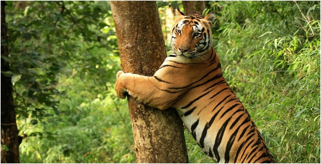 Tiger That Killed Farmer in Bihar Caught in a Day, Sent to Patna Zoo