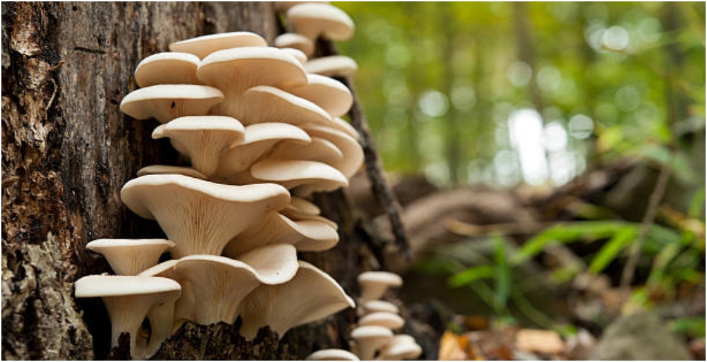 Bihar’s First Mushroom Village to Come Up in Nalanda