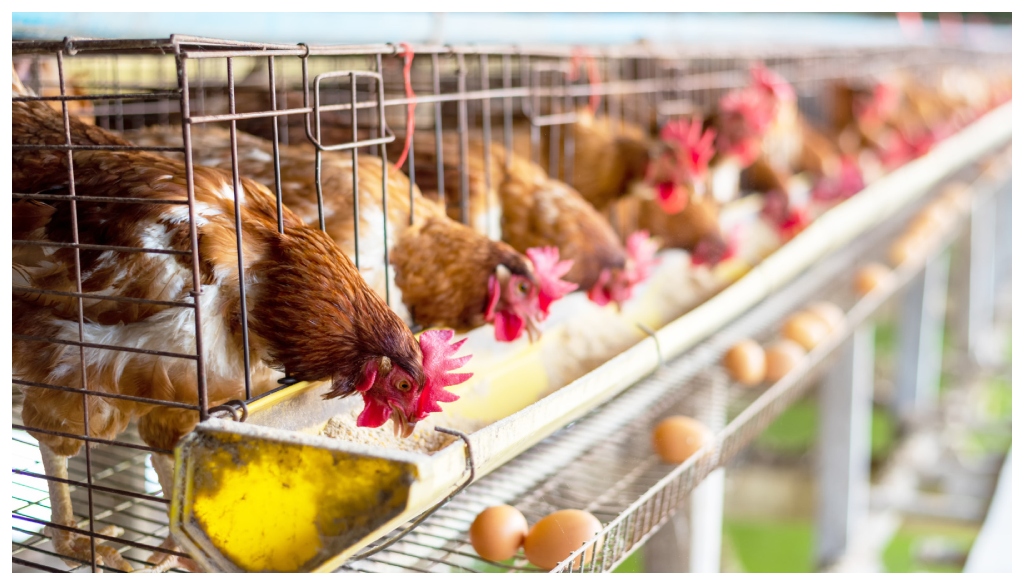 Man Beaten to Death in Muzaffarpur Over Alleged Chicken Theft; Poultry Farm Owner Arrested