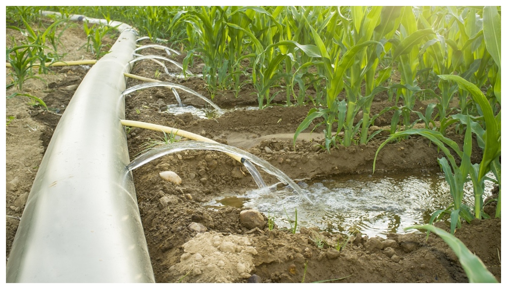 Bihar Government Ensures Canal Water Supply to Farmers Amid 30% Rainfall Deficit