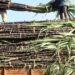 Bihar Government Announces Extra Rs 10 Per Quintal and 50% Subsidy for Sugarcane Farmers