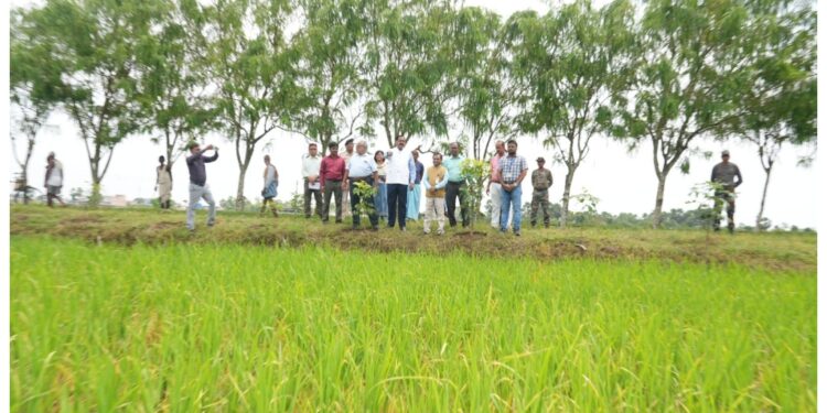 BAU Sabour’s New Rice Varieties Withstand Floods and Disease in Bihar