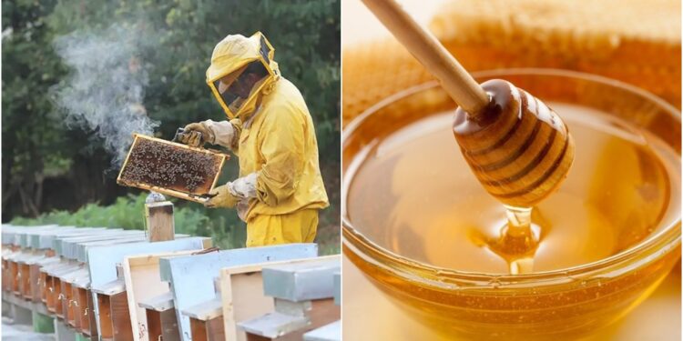 Bihar Emerges as India’s Fourth Largest Honey Producer