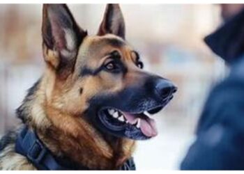 Bihar Police to Induct 30 Trained Dogs into its Crime-Fighting Squad