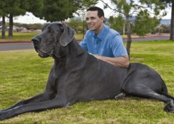 Experts Warn Against Keeping Aggressive Dog Breeds as Pets