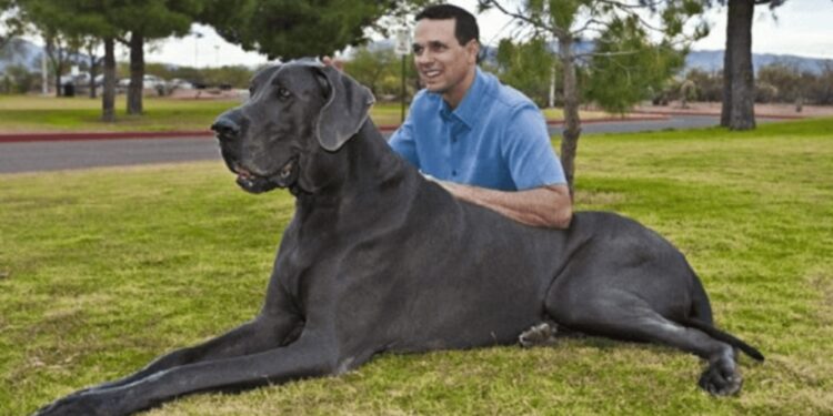 Experts Warn Against Keeping Aggressive Dog Breeds as Pets