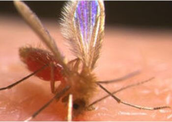 Government Steps Up Fight Against Kala-azar with Massive Spraying Drive in Patna