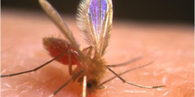 Government Steps Up Fight Against Kala-azar with Massive Spraying Drive in Patna