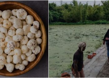Flood-Hit Fields Turn To Gold As Makhana Farming Boosts Incomes In Bihar