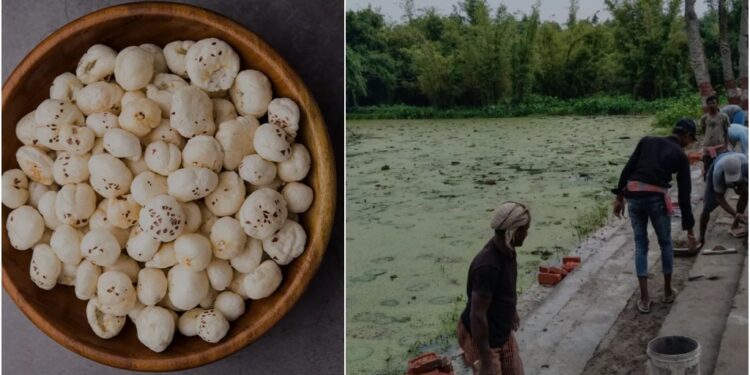 Flood-Hit Fields Turn To Gold As Makhana Farming Boosts Incomes In Bihar