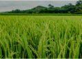 Insects and Diseases Put Paddy Crops at Risk, Farmers Worried