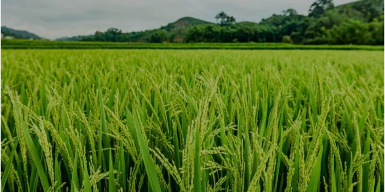 Insects and Diseases Put Paddy Crops at Risk, Farmers Worried