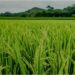 Insects and Diseases Put Paddy Crops at Risk, Farmers Worried