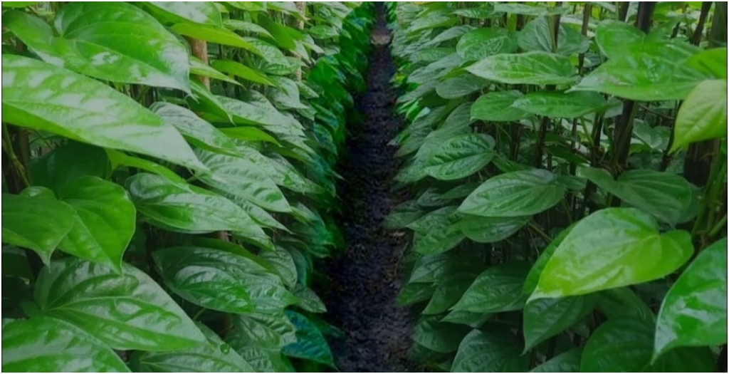 Bihar Government Launches Paan Vikas Yojana to Support Farmers with Subsidy