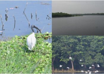 Bihar Welcomes Two New Ramsar Sites, Showcasing Its Beautiful Wetlands