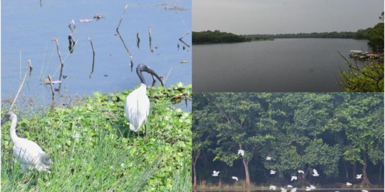 Bihar Welcomes Two New Ramsar Sites, Showcasing Its Beautiful Wetlands