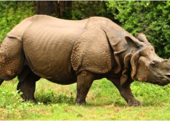Patna Zoo Ranks Second in the World for Rhino Population