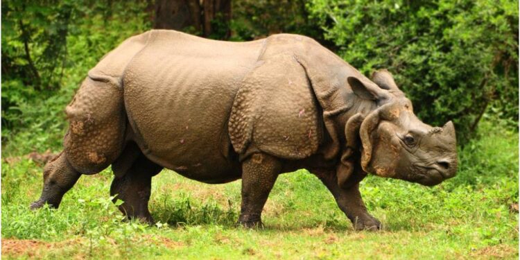 Patna Zoo Ranks Second in the World for Rhino Population