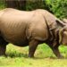 Patna Zoo Ranks Second in the World for Rhino Population