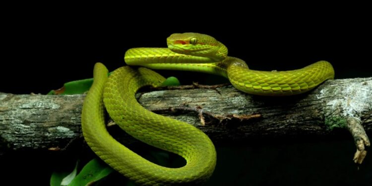 ‘Harry Potter’ Snake Found in Bihar: Rare Salazar Pit Viper Rescued from MLA’s Home