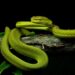 ‘Harry Potter’ Snake Found in Bihar: Rare Salazar Pit Viper Rescued from MLA’s Home