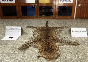 Officials in Patna display a seized leopard skin and wildlife contraband recovered from two arrested suspects disguised as mendicants.