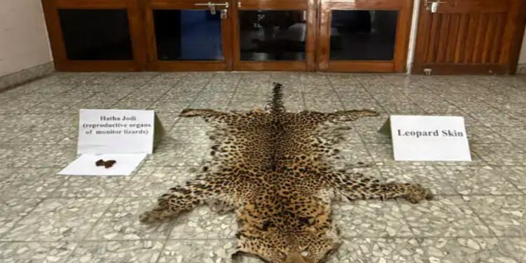 Officials in Patna display a seized leopard skin and wildlife contraband recovered from two arrested suspects disguised as mendicants.