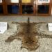 Officials in Patna display a seized leopard skin and wildlife contraband recovered from two arrested suspects disguised as mendicants.