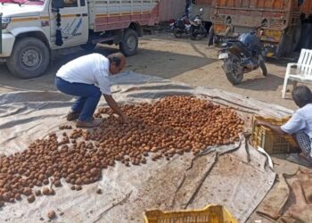 Patna Police Bust Fake Potato Scam, Red Clay and Chemical-Coated Tubers Seized in Two Trucks