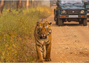 Jungle Safari in Valmiki Tiger Reserve Delayed Due to Heavy Rains