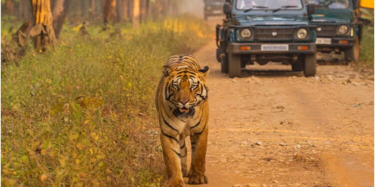 Jungle Safari in Valmiki Tiger Reserve Delayed Due to Heavy Rains