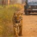 Jungle Safari in Valmiki Tiger Reserve Delayed Due to Heavy Rains