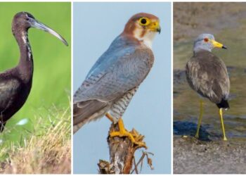 Early arrival of migratory birds in Bihar hints at a colder winter and reflects improving local habitats.