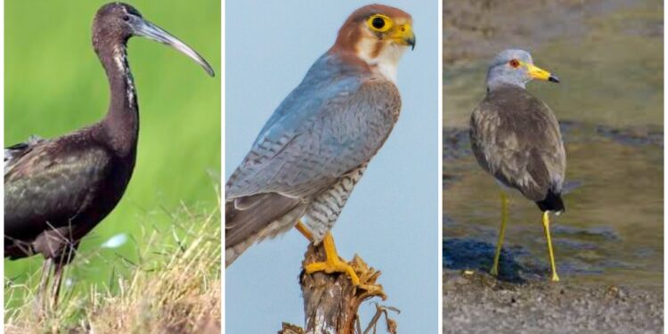 Early arrival of migratory birds in Bihar hints at a colder winter and reflects improving local habitats.