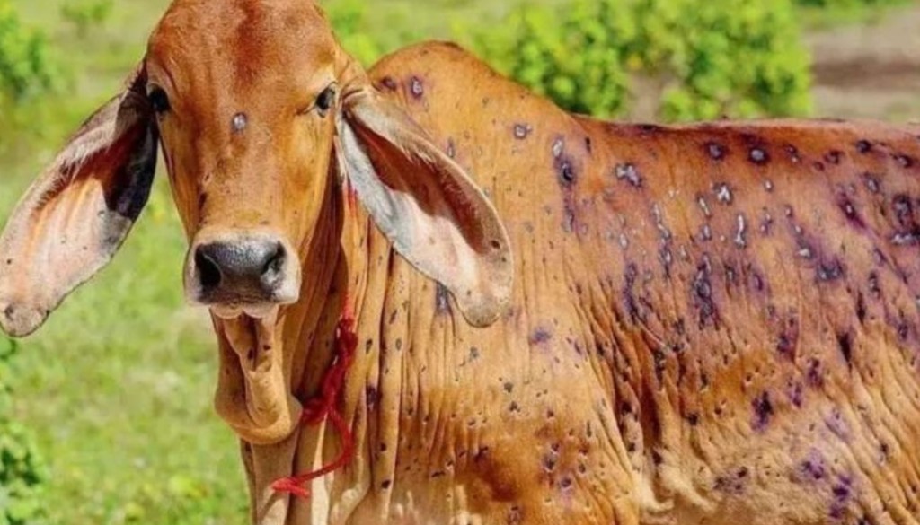Lumpy Skin Disease Spreads Again in Bihar, Infections Reported Despite Vaccination