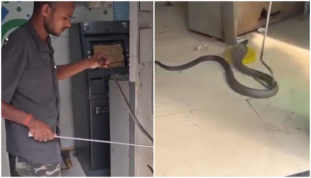 A snake catcher removes a five-foot-long cobra from an SBI ATM in Patna.