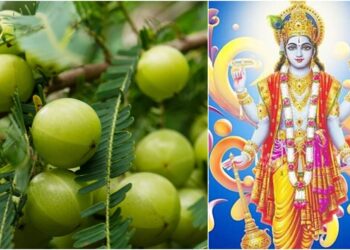 Amla Navami 2025: Devotees to Observe Akshaya Navami on October 31 — Know the Significance and Benefits of This Sacred Fast for Eternal Blessings and Prosperity