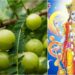 Amla Navami 2025: Devotees to Observe Akshaya Navami on October 31 — Know the Significance and Benefits of This Sacred Fast for Eternal Blessings and Prosperity