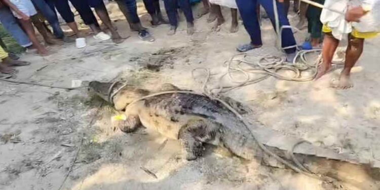 16-Foot Crocodile Rescued from Chhath Puja Pond in Bihar’s West Champaran, Terrifying Village Workers