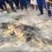 16-Foot Crocodile Rescued from Chhath Puja Pond in Bihar’s West Champaran, Terrifying Village Workers