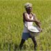 Bihar Farmers Struggle as Pests and Poor Rainfall Threaten Rabi and Paddy Crops