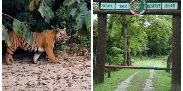 Tiger Kills Shepherd in Bettiah, Third Attack in 22 Days at Valmiki Tiger Reserve