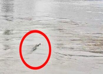 Panic Among Devotees as Crocodiles Spotted in Ganga Ahead of Chhath Arghya in Vaishali