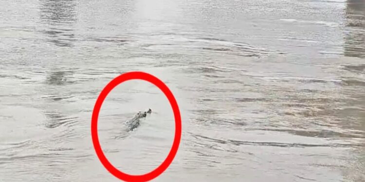 Panic Among Devotees as Crocodiles Spotted in Ganga Ahead of Chhath Arghya in Vaishali