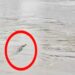 Panic Among Devotees as Crocodiles Spotted in Ganga Ahead of Chhath Arghya in Vaishali